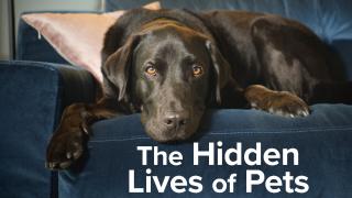 مسلسل The Hidden Lives of Pets الموسم الاول الحلقة 1 الاولى مترجمة كاملة HD